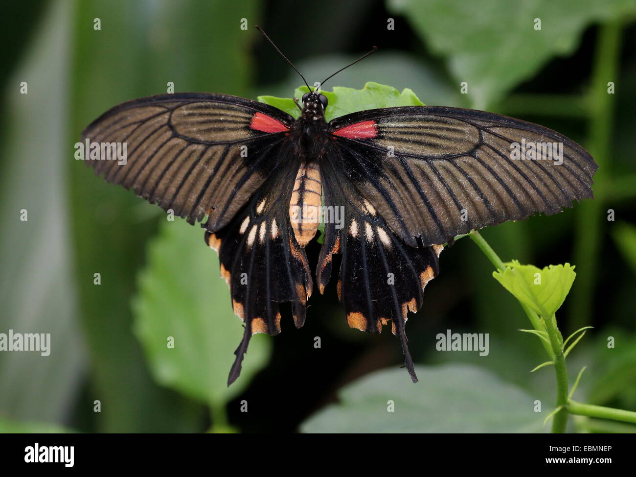 L'Asie du Sud-Est femelle papillon grand Mormon Papilio memnon) Banque D'Images