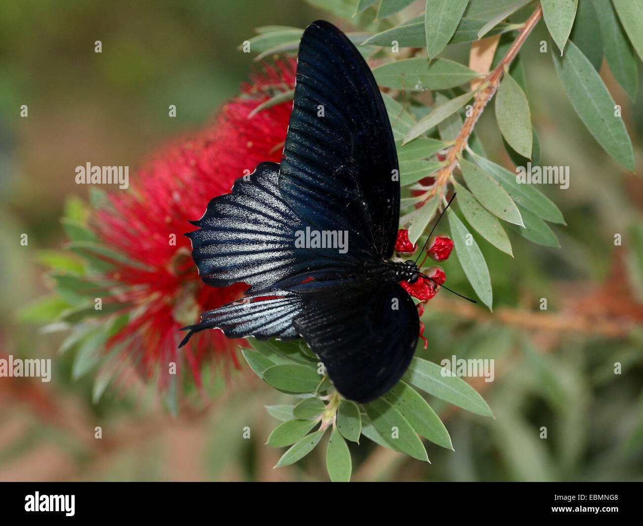 L'Asie du Sud-Est mâle Grand Mormon buterfly (Papilio memnon) Banque D'Images
