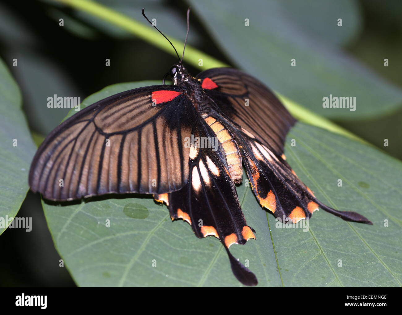 L'Asie du Sud-Est femelle papillon grand Mormon Papilio memnon) Banque D'Images