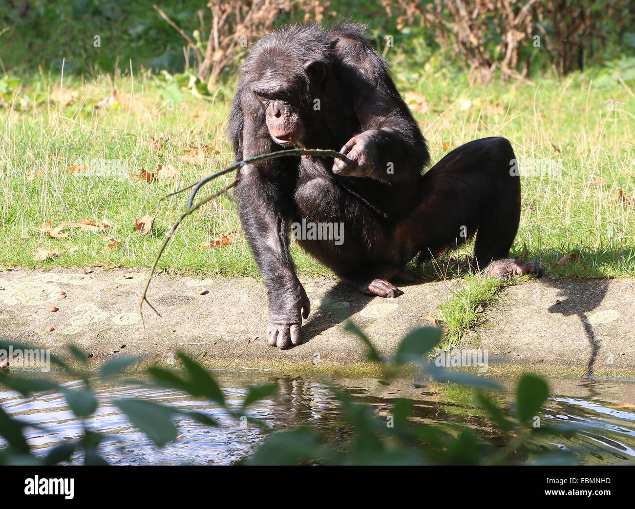 Commune mature chimpanzé (Pan troglodytes) occupés à pêcher avec un bâton au bord de l'eau, la collecte des noix Banque D'Images