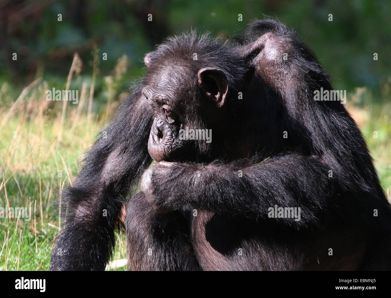 Commune mature chimpanzé (Pan troglodytes) portrait Banque D'Images