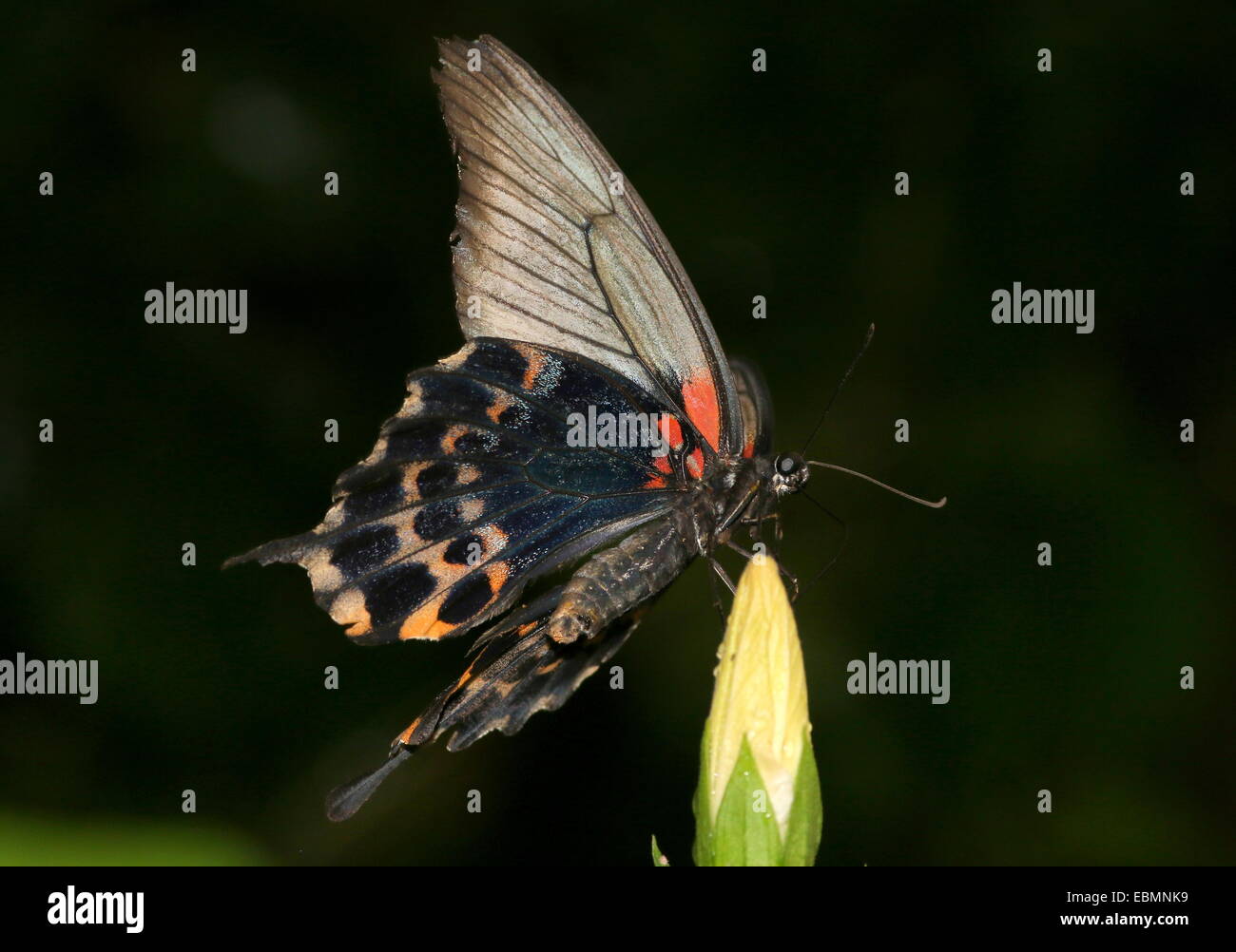 Southeast Asian Grand Mormon Papilio memnon (papillon) Banque D'Images
