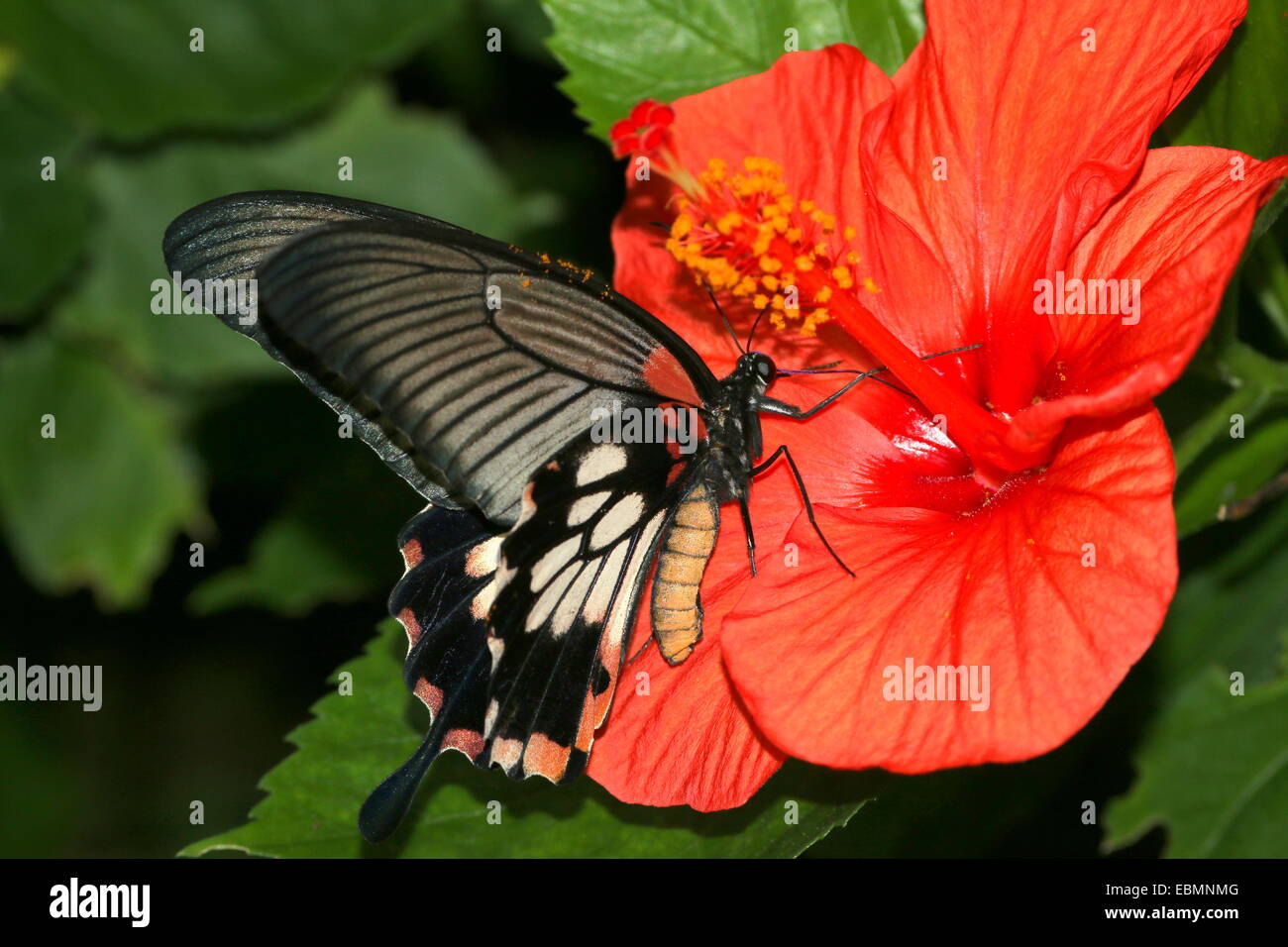 L'Asie du Sud-Est femelle papillon grand Mormon Papilio memnon) se nourrissent d'une fleur d'Hibiscus tropical rouge Banque D'Images