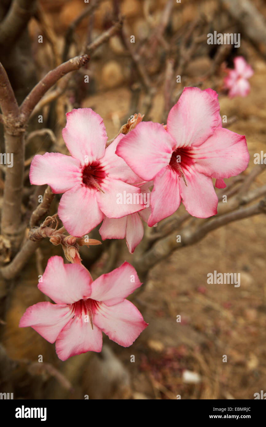 Desert Rose ou Sabi Star (Adenium obesum), la floraison, Maroua, extrême Nord, Cameroun Banque D'Images