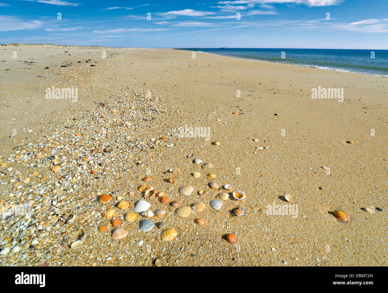 Le Portugal, l'Algarve. Les coquillages à la plage Praia das Conchas à Ilha Deserta Parc Naturel de Ria Formosa, à Faro Banque D'Images