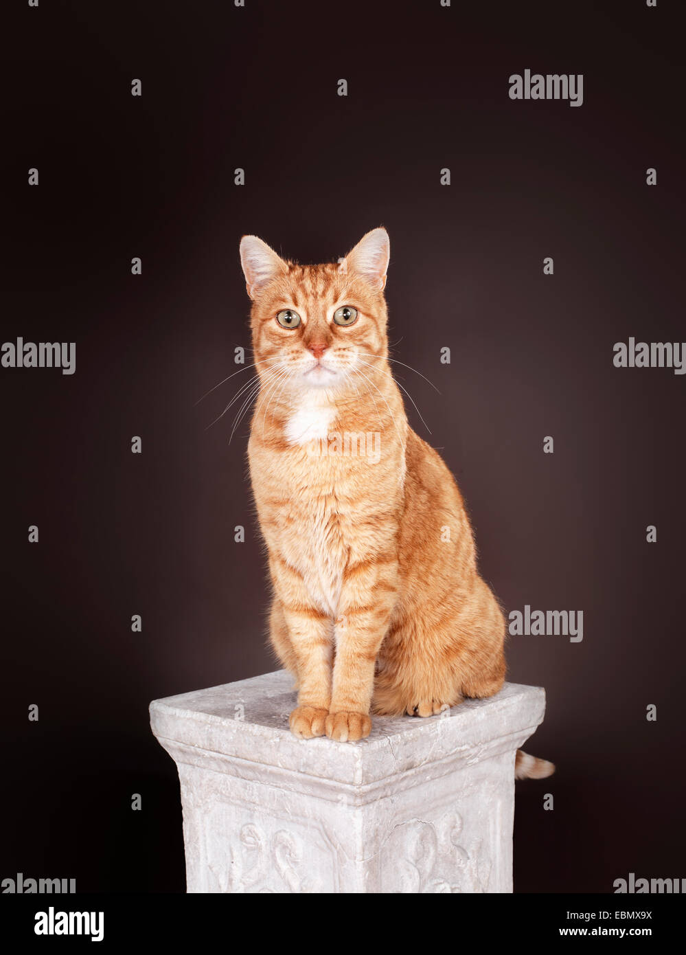 Le gingembre cat assis sur une colonne. Banque D'Images