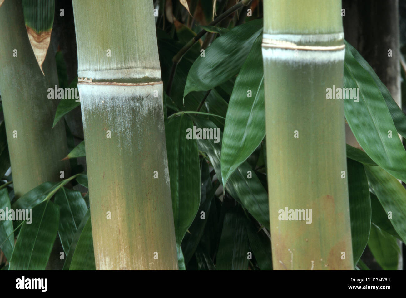 (Dendrocalamus giganteus bambou géant, Bambusa gigantea), les germes Banque D'Images