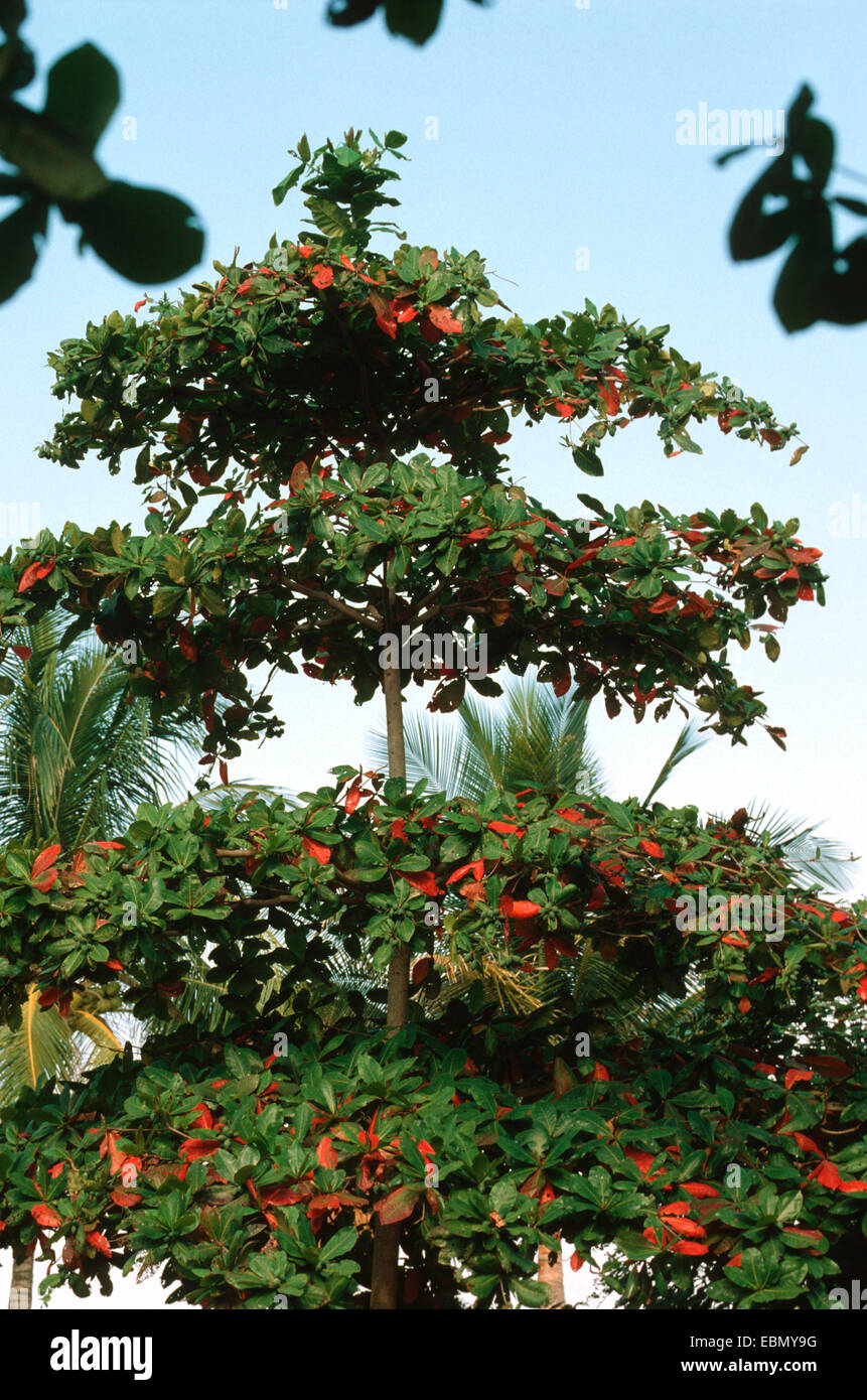 Amandes indiennes, Badam (Terminalia catappa) Banque D'Images