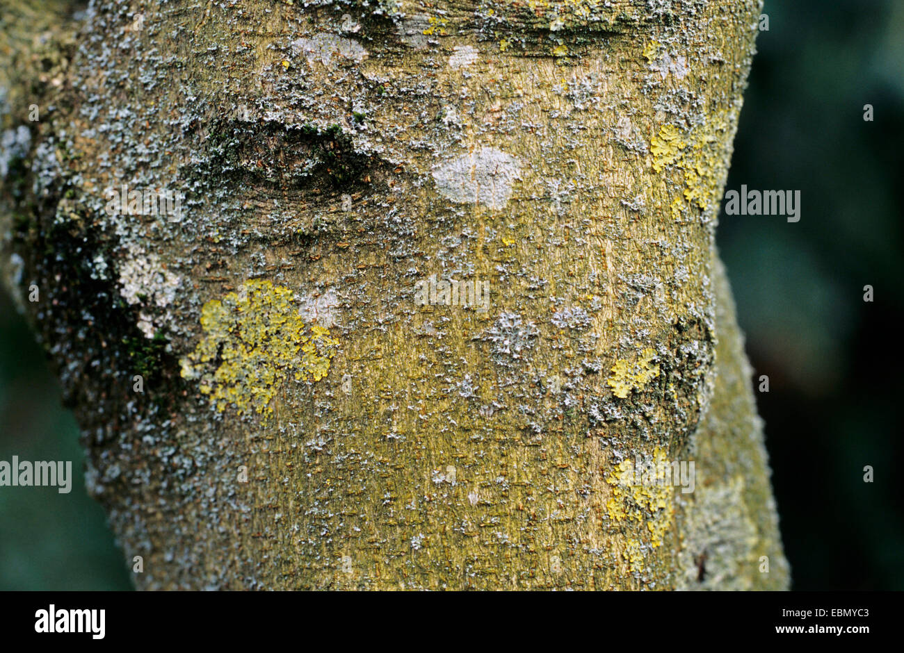 L'érable à feuilles de vigne, Vineleaf Érable (Acer cissifolium), l'écorce Banque D'Images