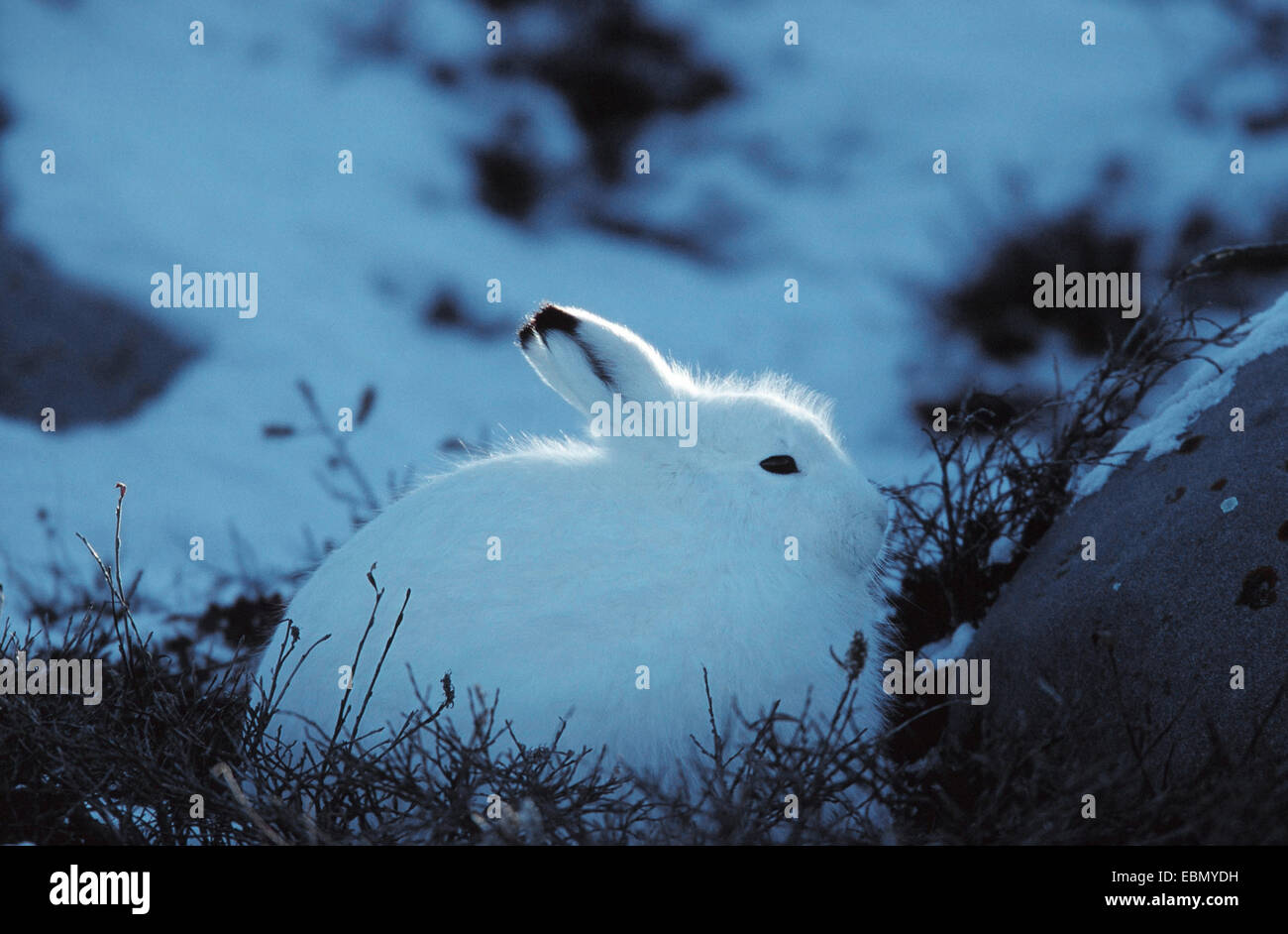 Le lièvre bleu, lièvre, lièvre blanc, le lièvre arctique (Lepus timidus