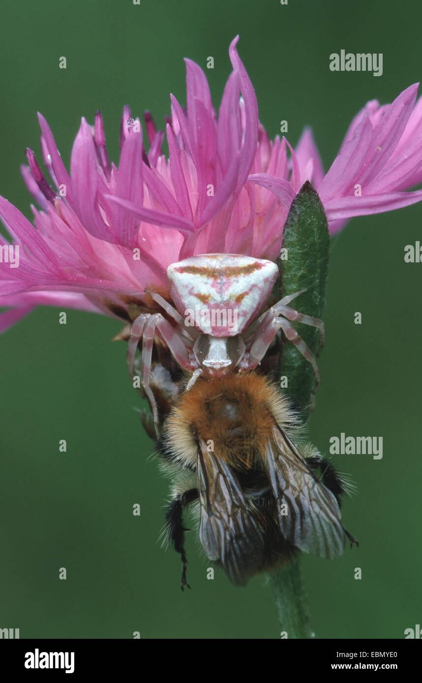 Araignée crabe (Thomisus onustus .), avec une humble bee comme proies, Allemagne Banque D'Images