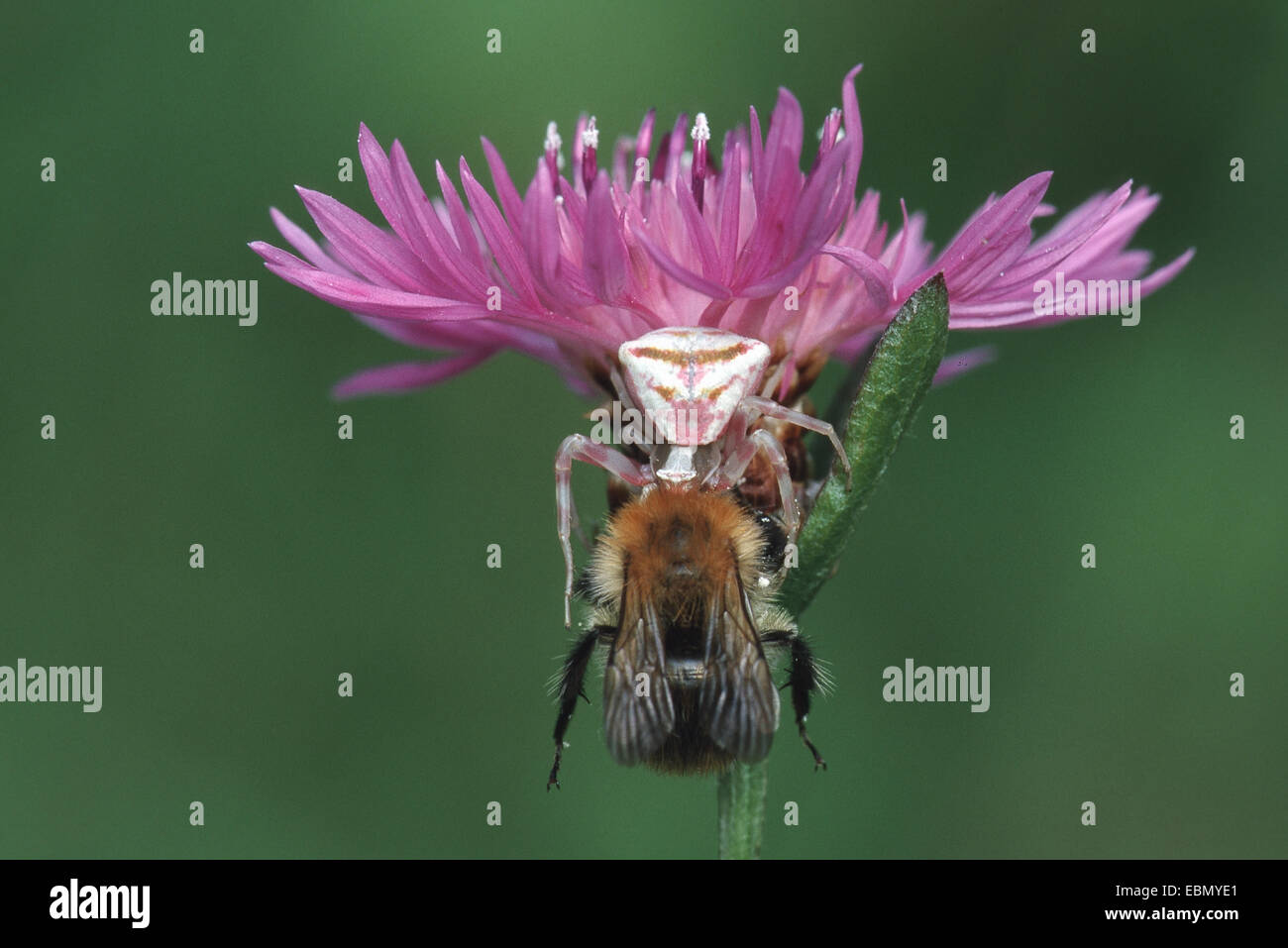 Araignée crabe (Thomisus onustus .), avec une humble bee comme proies, Allemagne Banque D'Images