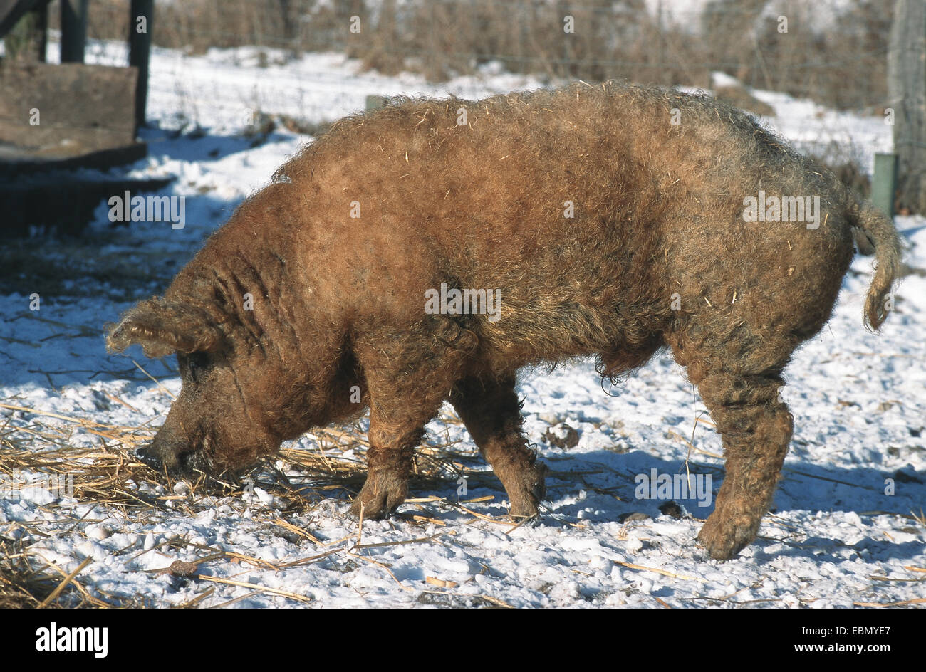 Cochon laineux (Sus scrofa domestica. f), homme, Hongrie Banque D'Images