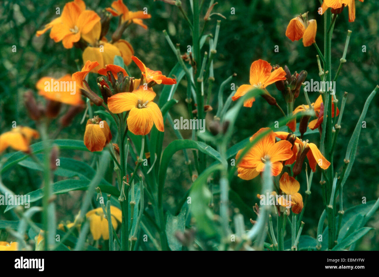 Wallflower (Cheiranthus cheiri), orange cultivar à fleurs Banque D'Images
