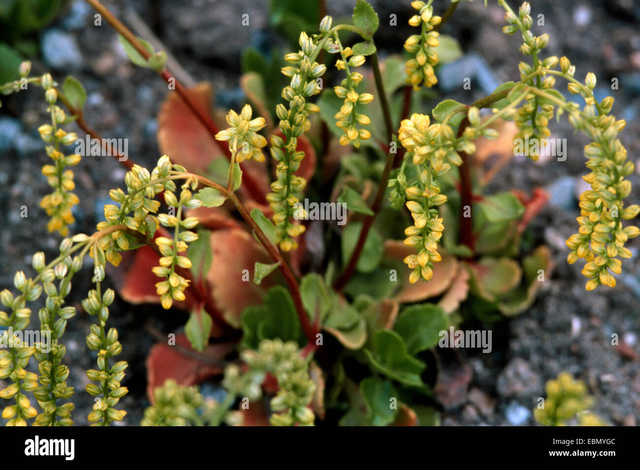 La queue d'agneau (Chiastophyllum oppositifolium), blooming Banque D'Images