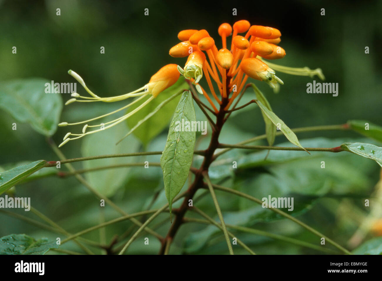 Arbre Orchidée papillon (Bauhinia divaricata), fleurs Banque D'Images