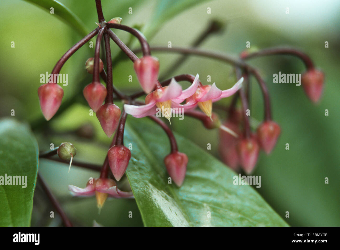 Berry, jet-Chine arbuste (Ardisia solanacées, Ardisia humilis), blooming Banque D'Images