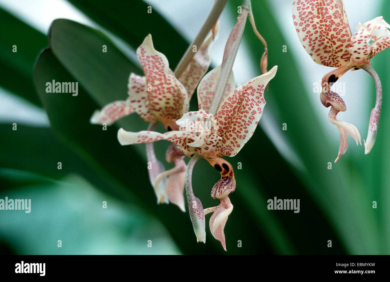 Stanhopea Wardii s┤(Stanhopea wardii), les fleurs Banque D'Images