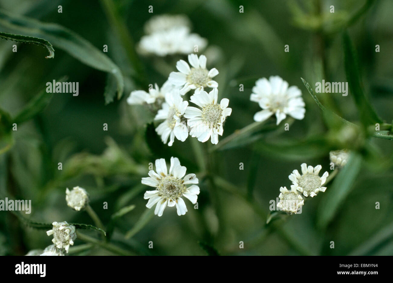 Le musc l'achillée millefeuille (Achillea erba-rotta), blooming Banque D'Images