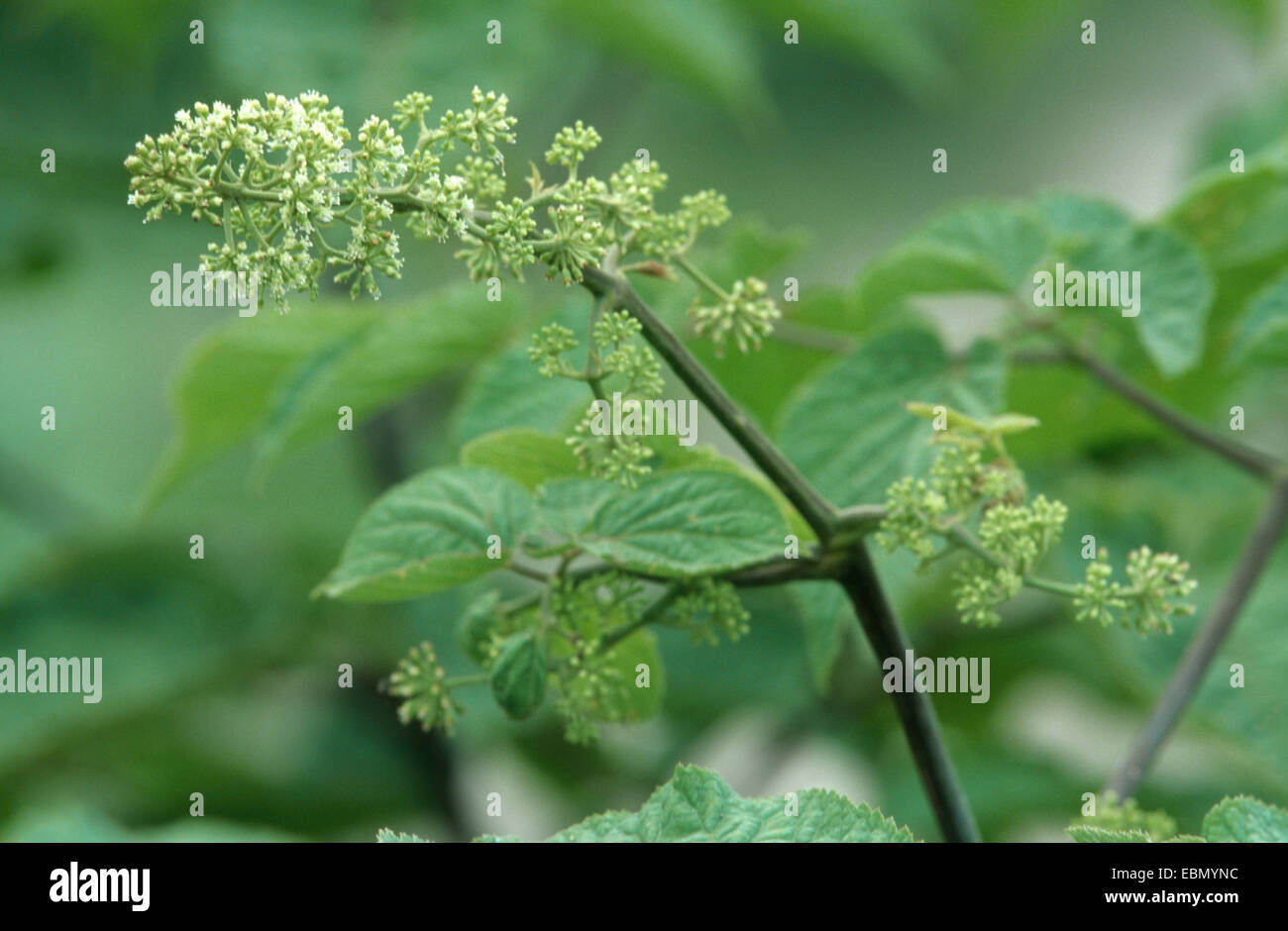 American spikenard, La Vie des Hommes (Aralia racemosa), blooming Banque D'Images