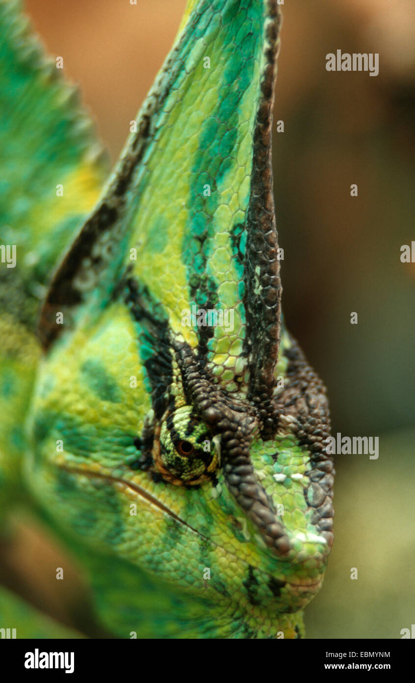 Caméléon du Yémen, à tête conique, Caméléon caméléon (Chamaeleo calyptratus voilée), portrait Banque D'Images