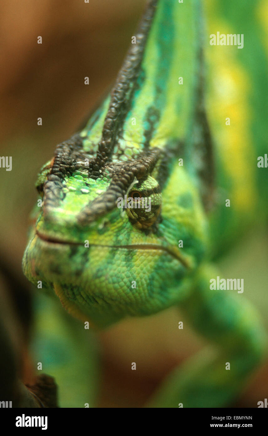 Caméléon du Yémen, à tête conique, Caméléon caméléon (Chamaeleo calyptratus voilée), portrait Banque D'Images