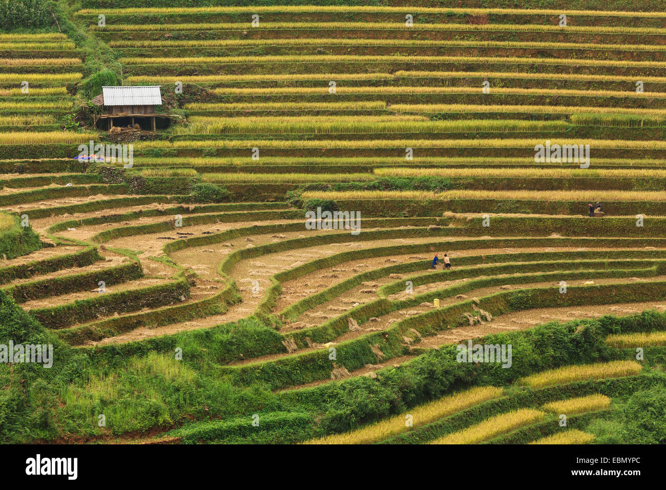 Les champs de riz en terrasses sur de Mu Cang Chai, YenBai, Vietnam. Champs de riz préparer la récolte au Vietnam du Nord-Ouest Banque D'Images