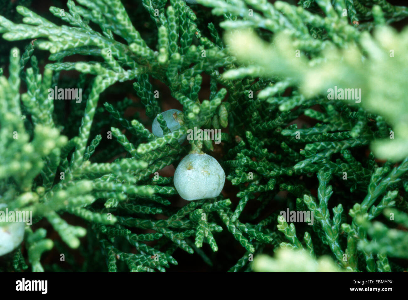 Savine (Juniperus sabina), avec des fruits Banque D'Images