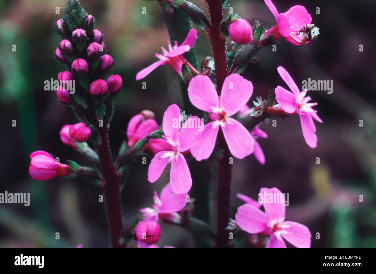 Triggerplant herbe, herbe, plante de déclenchement (Stylidium graminifolium), blooming Banque D'Images