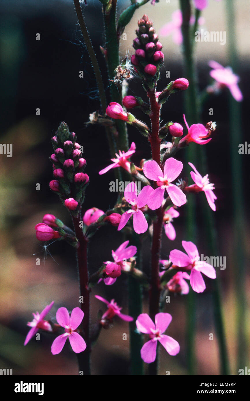 Triggerplant herbe, herbe, plante de déclenchement (Stylidium graminifolium), blooming Banque D'Images