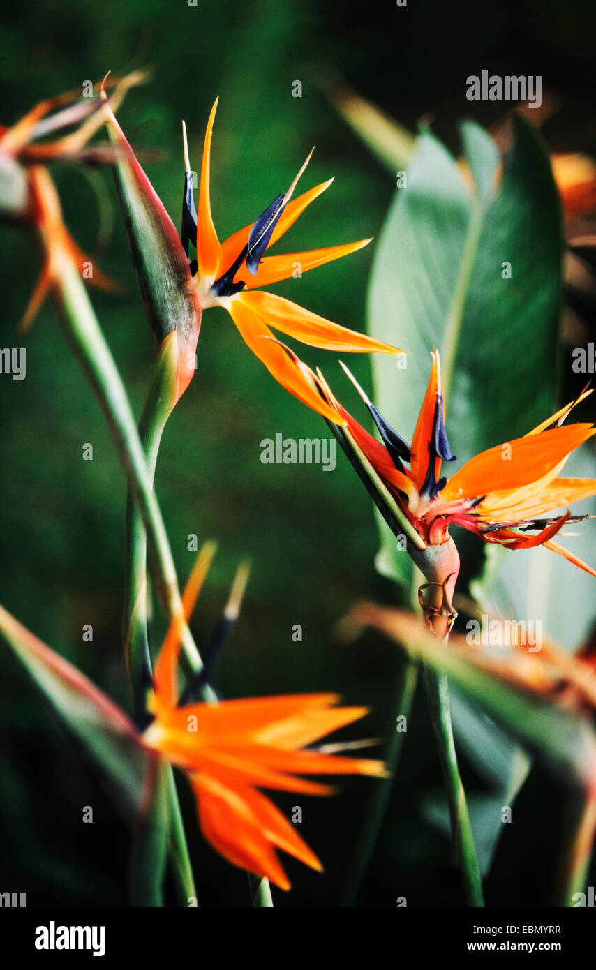 Crane fleur, fleur, oiseau de paradis (Strelitzia reginae piesang geel), blooming Banque D'Images