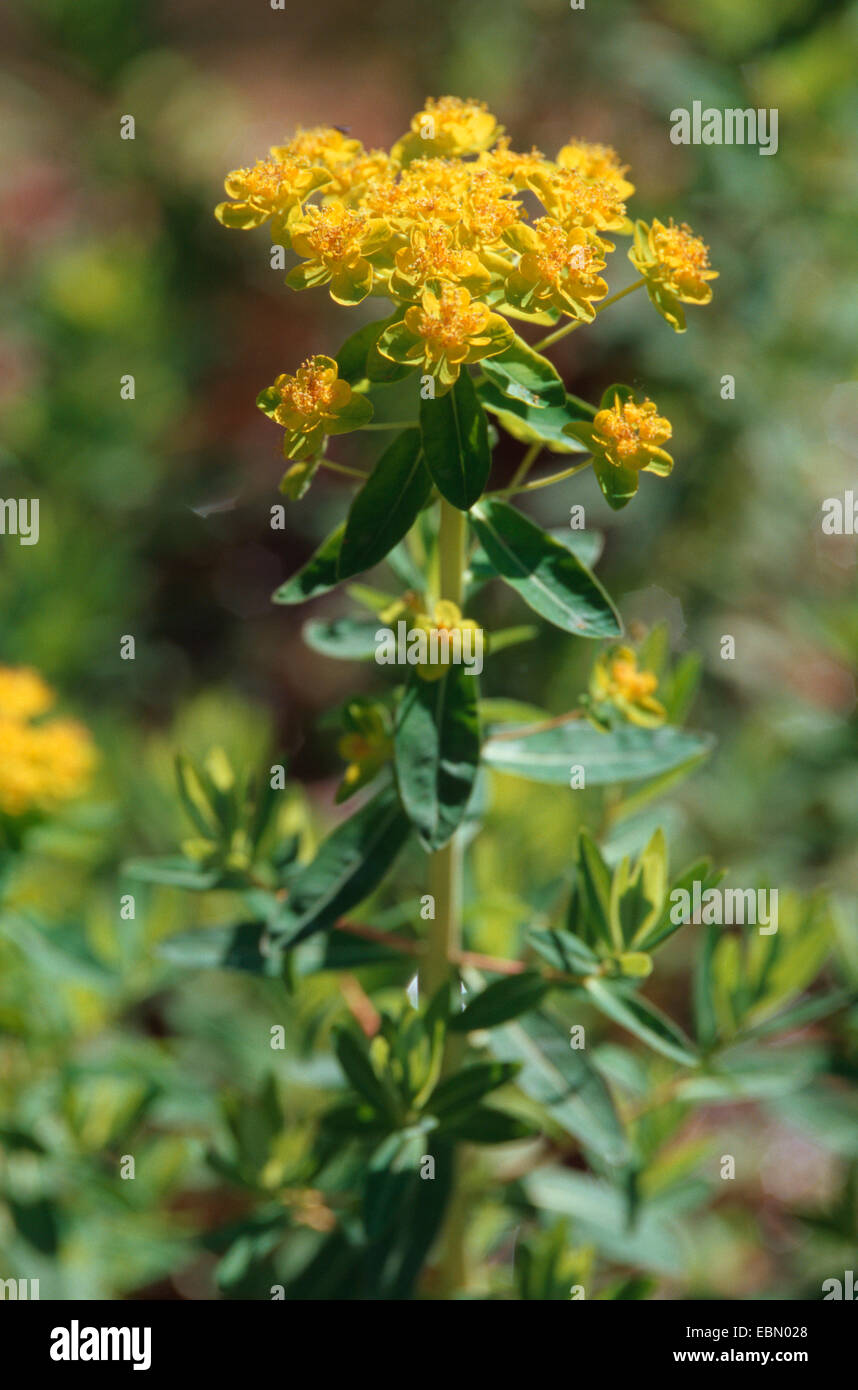 L'euphorbe des marais (Euphorbia palustris), blooming Banque D'Images