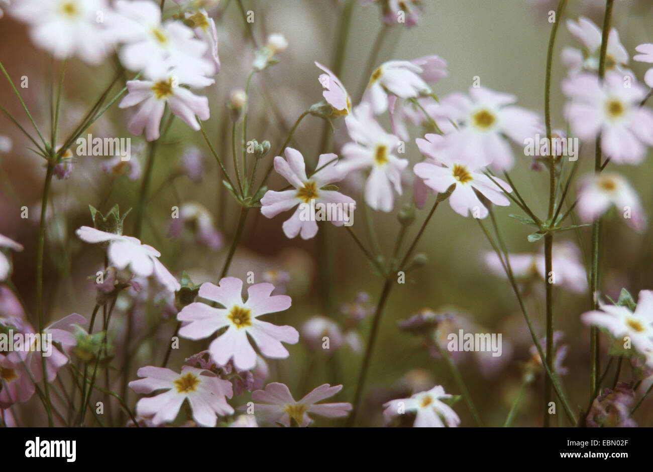 Primrose Primula malacoides (FÉE), blooming Banque D'Images