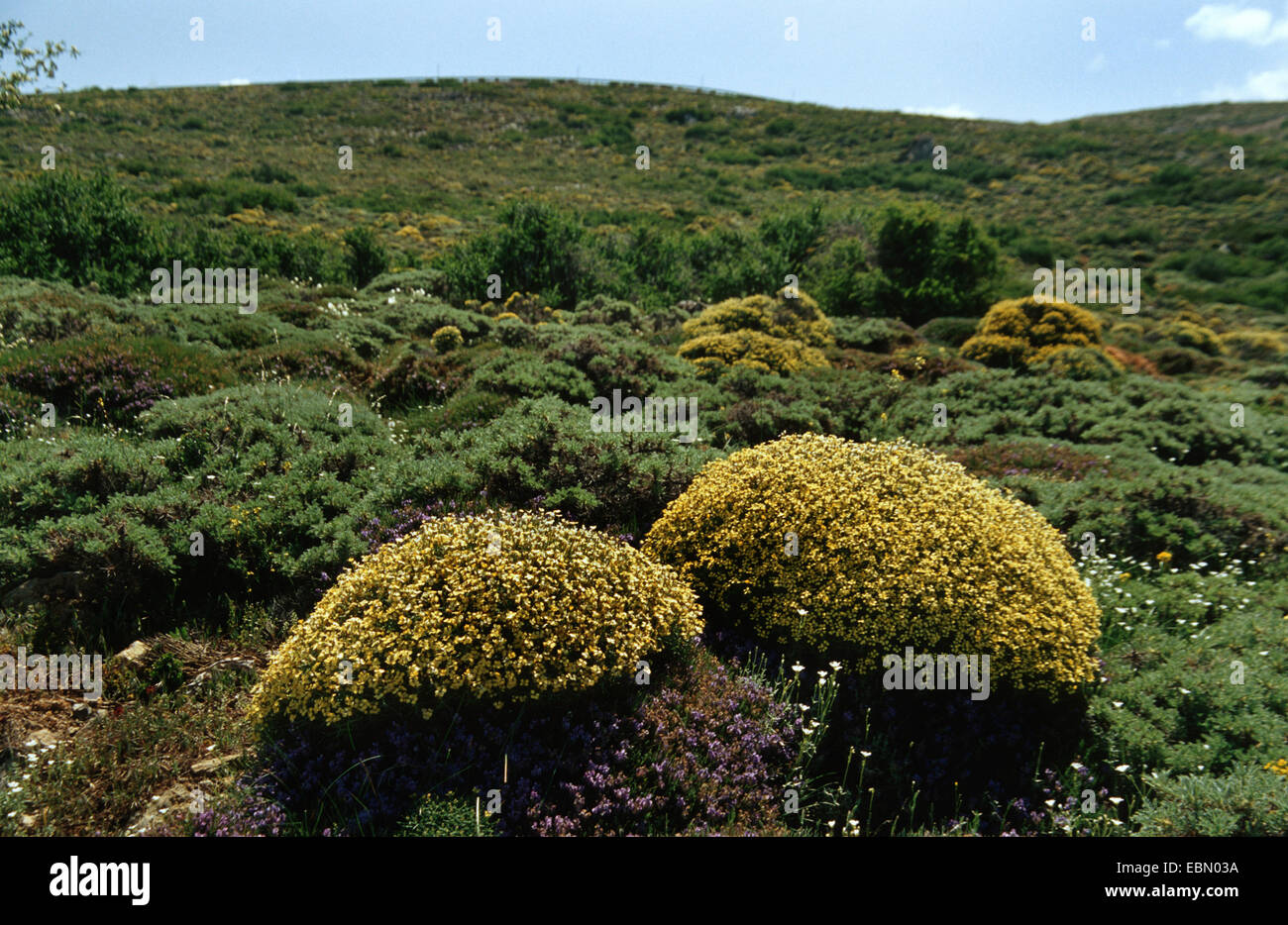 Vella Vella (spinosa), la floraison, l'Espagne, Andalousie, Sierra Nevada Banque D'Images