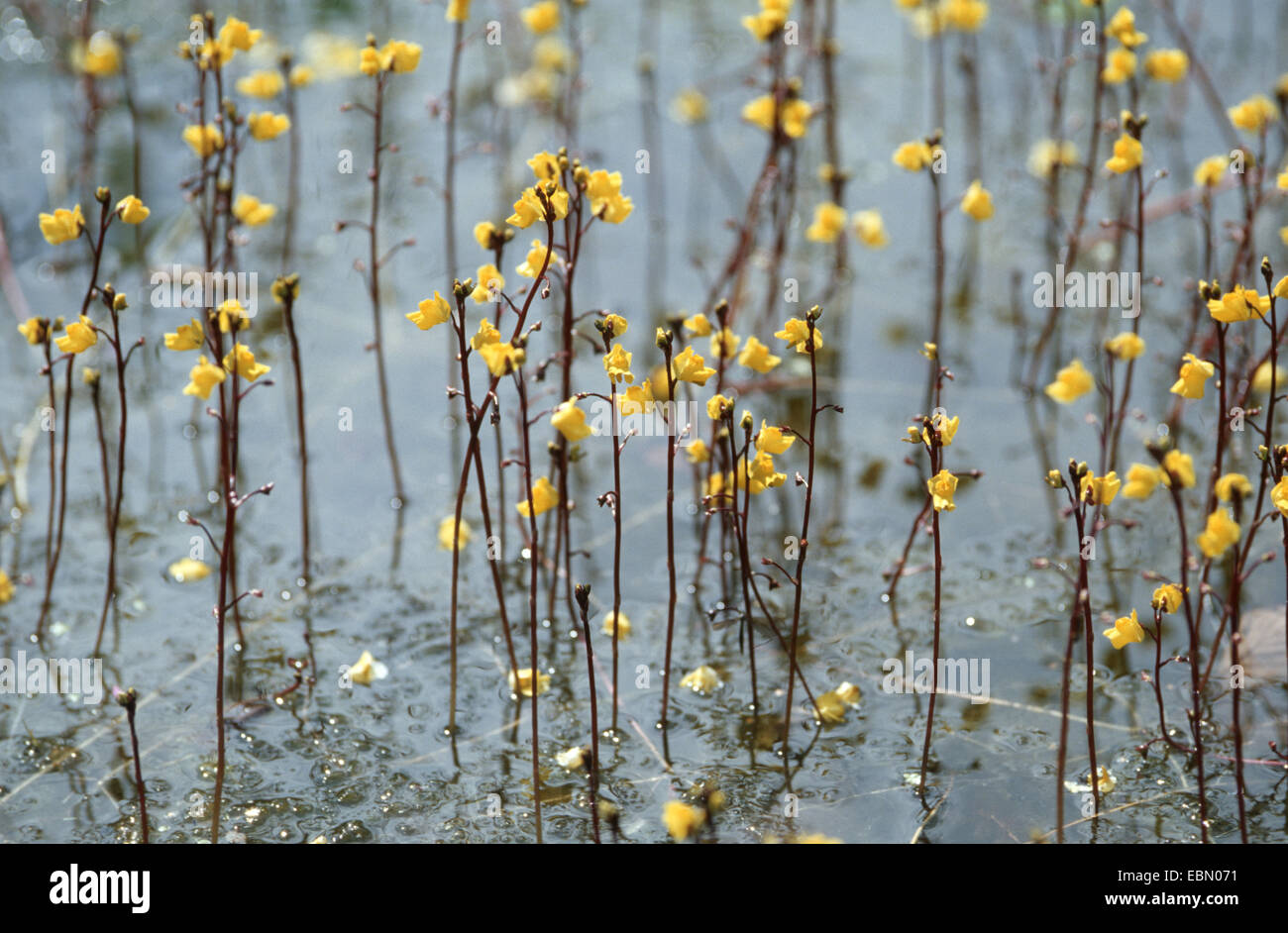 Utriculaire utriculaire commune, une plus grande (Utricularia vulgaris), la floraison, Allemagne Banque D'Images