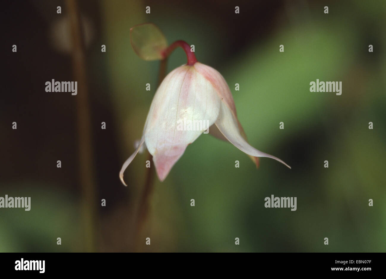 Bien pitcher (Heliamphora nutans), fleur Banque D'Images