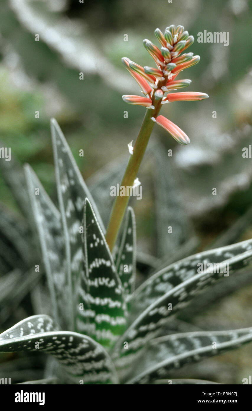 Partridge-breasted aloe (Aloe variegata), blooming Banque D'Images