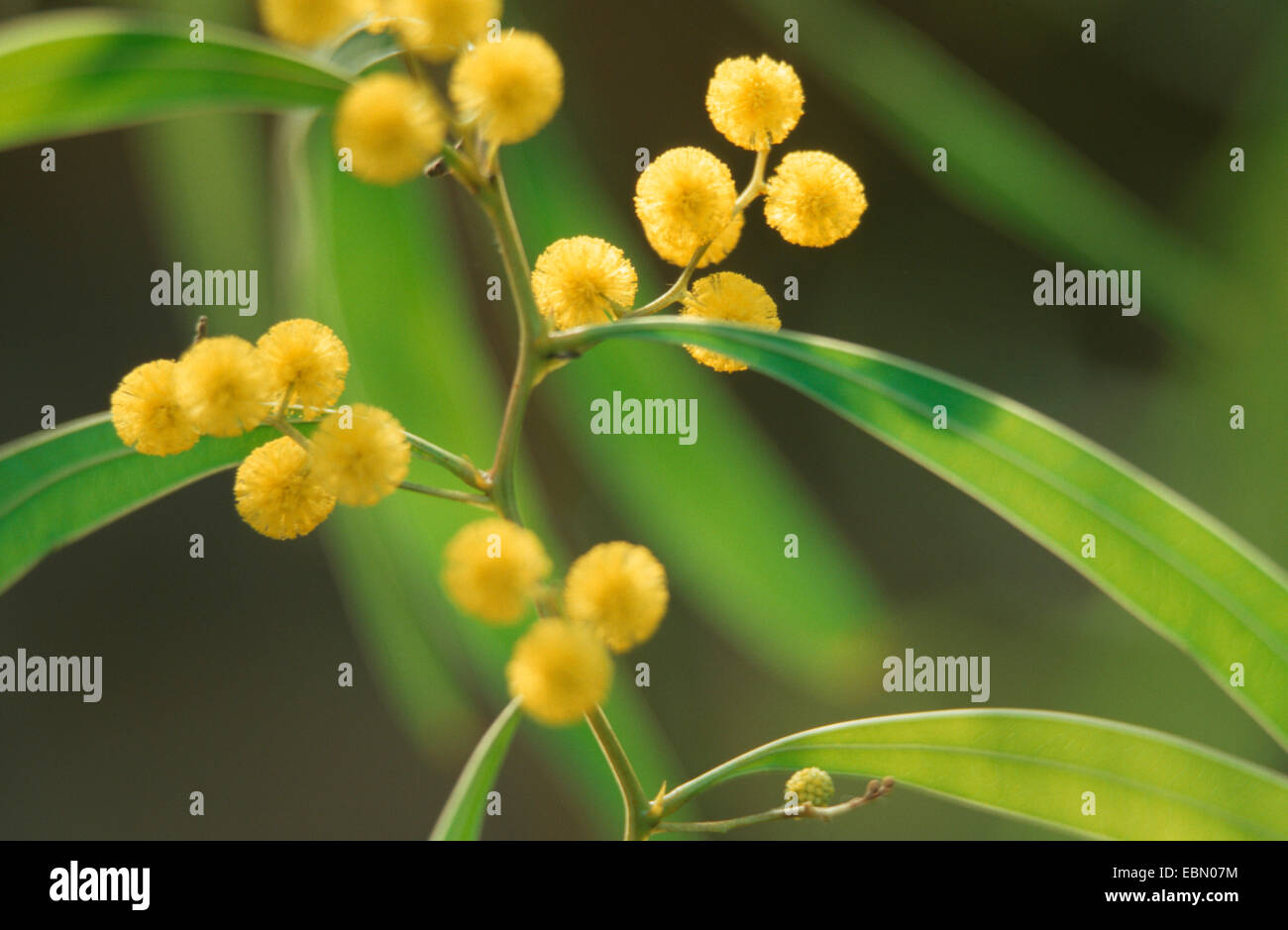 Zig-zag wattle (Acacia) macradenia, blooming Banque D'Images