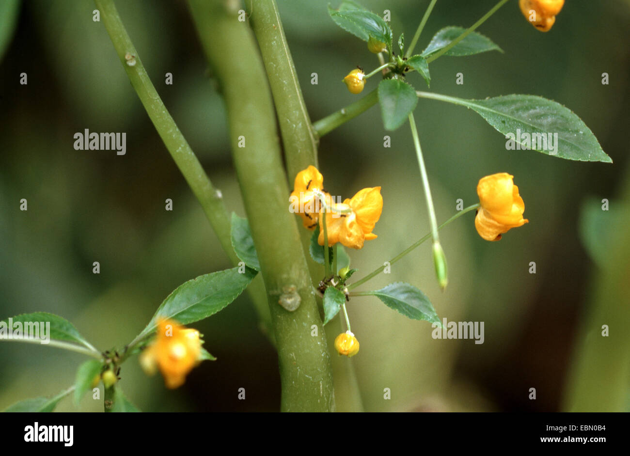 Les Africains impatiens (Impatiens auricoma), blooming Banque D'Images