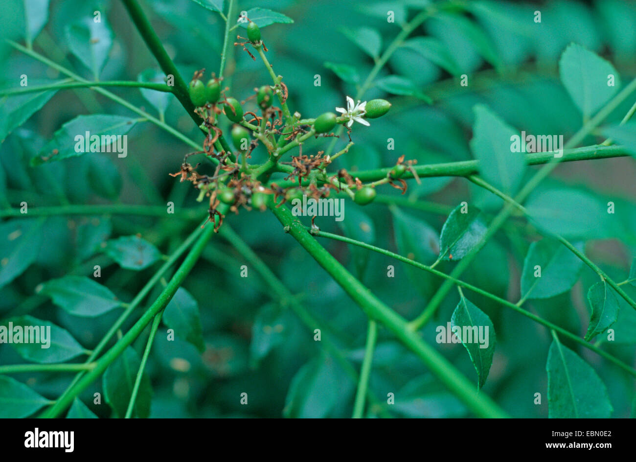 Feuilles de cari (Murraya koenigii plante, Bergera koenigii), blooming Banque D'Images