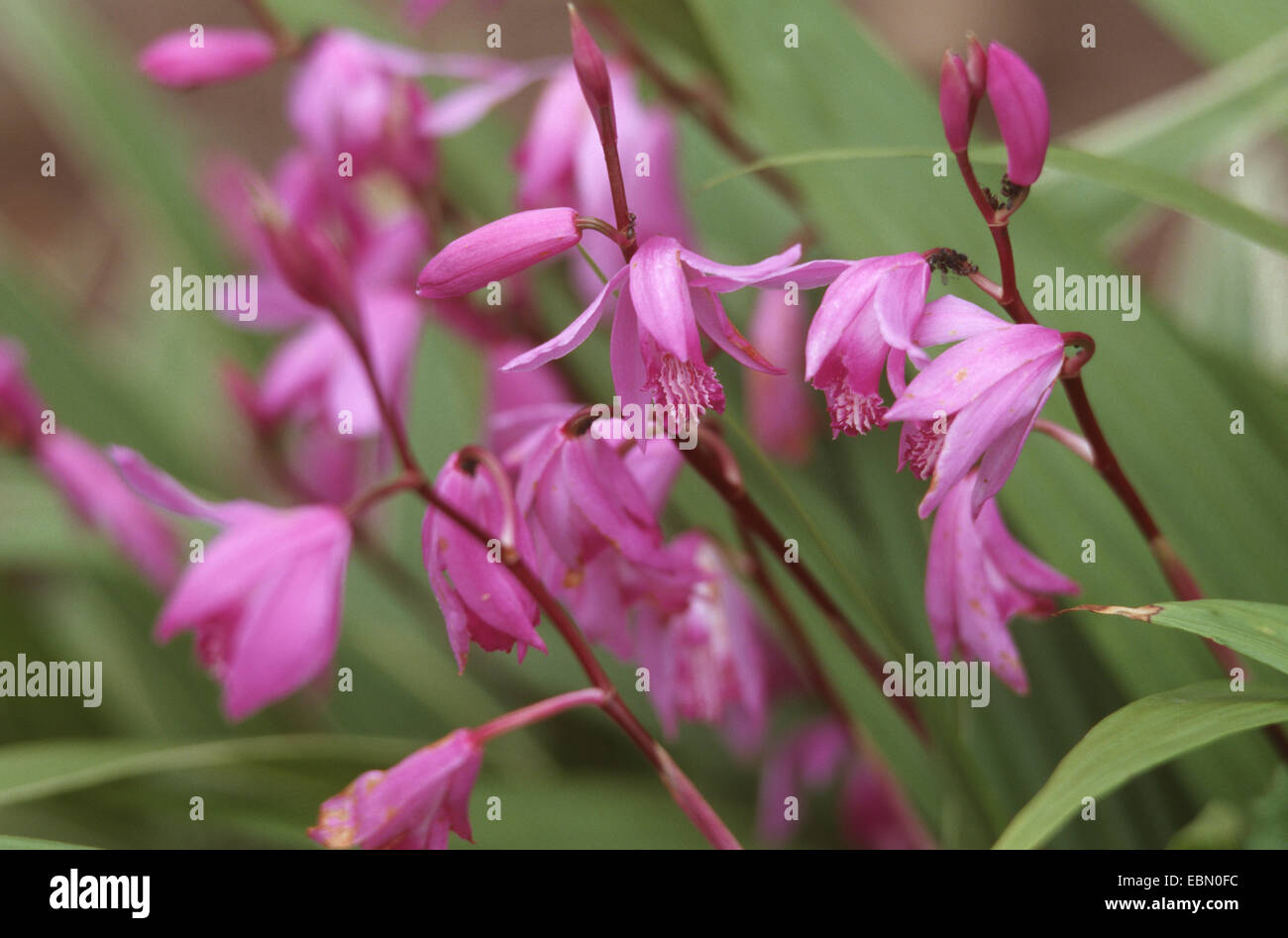 Hardy, orchidée orchidées sol chinois (Bletilla striata), blooming Banque D'Images