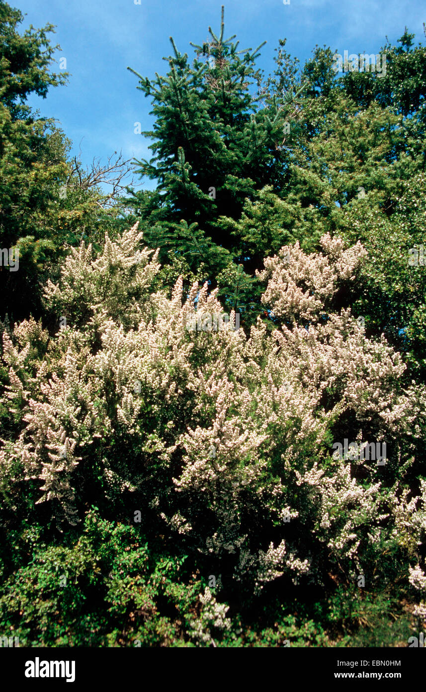 Tree heath (Erica arborea), Bush en fleurs Banque D'Images