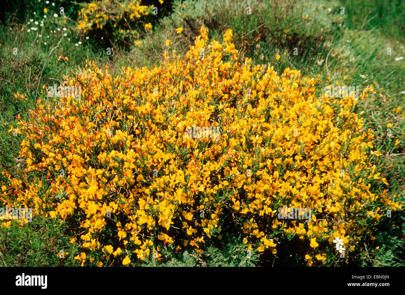 Genêt (Genista baetica), la floraison, l'Espagne, Andalousie, Sierra Nevada Banque D'Images