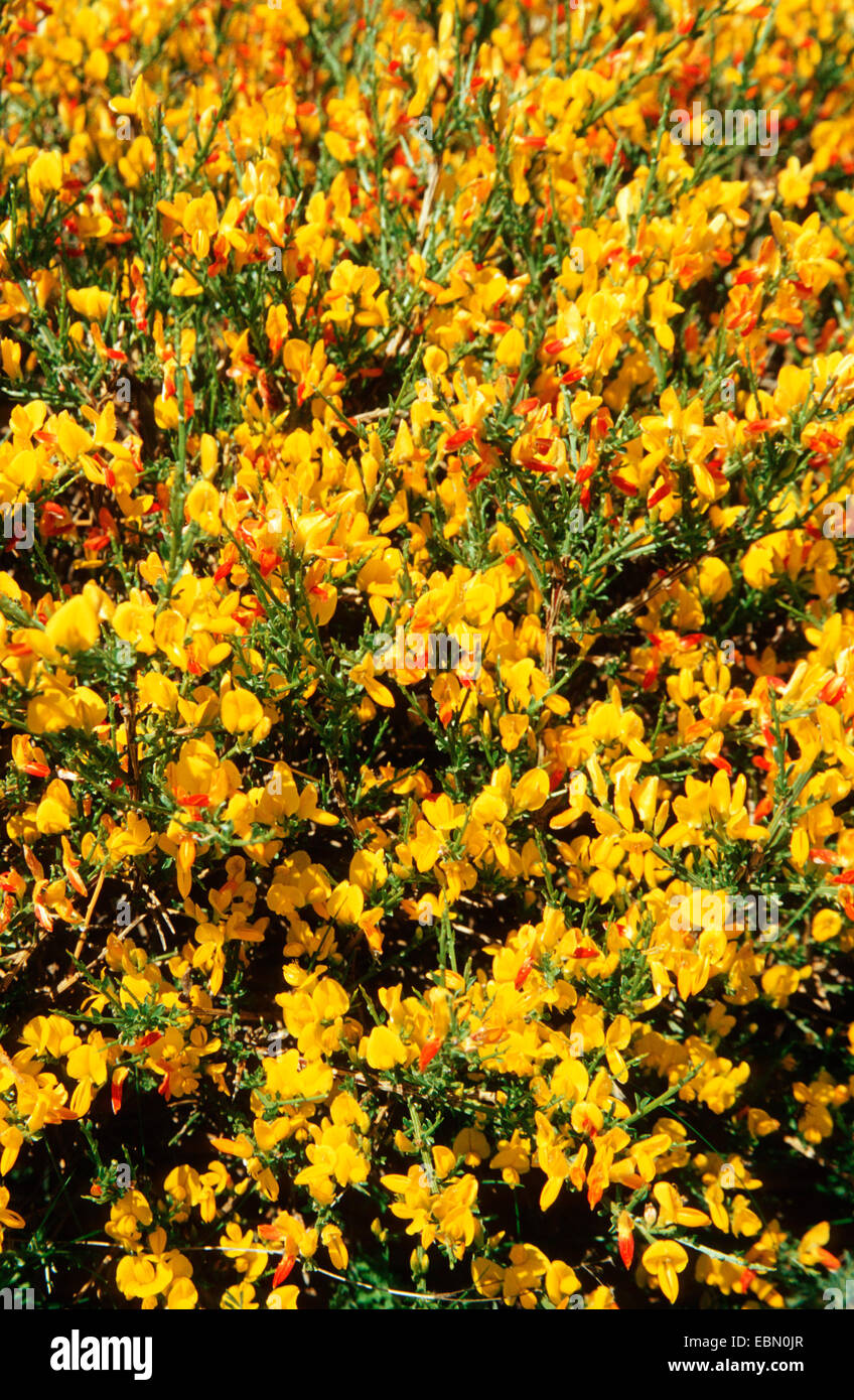 Genêt (Genista baetica), la floraison, l'Espagne, Andalousie, Sierra Nevada Banque D'Images