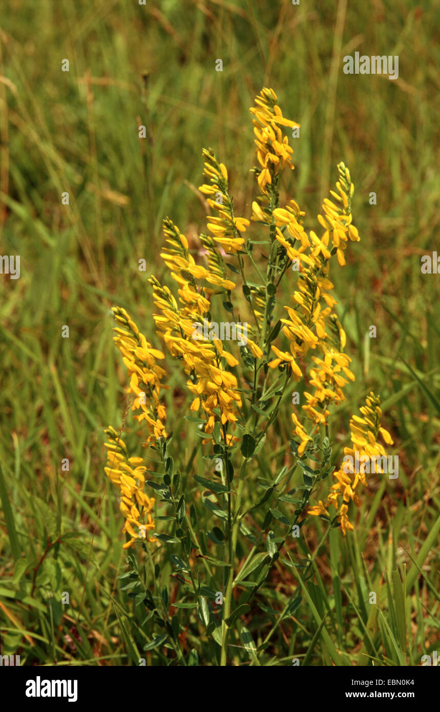 Dyer's greenweed greenweed, Dyer (Genista tinctoria), blooming, Allemagne Banque D'Images