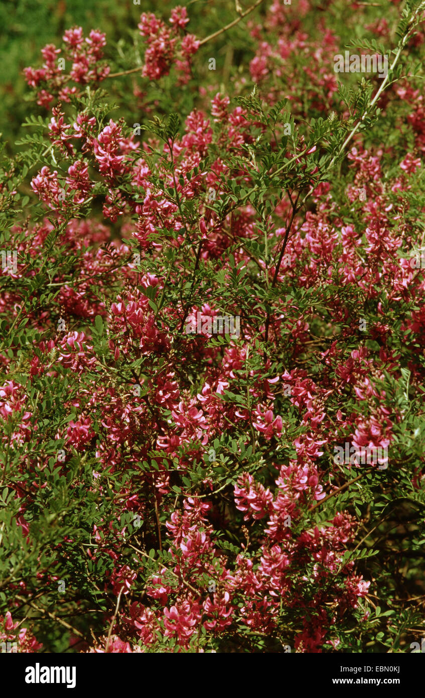 Himalayan indigo, indigo (Indigofera heterantha bush), bloomin Banque D'Images