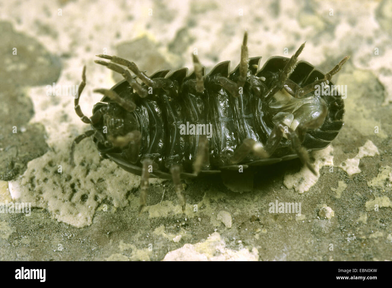 Cloporte commun, les cloportes vulgaires, sow bug (Armadillidium vulgare), en position couchée, Allemagne Banque D'Images