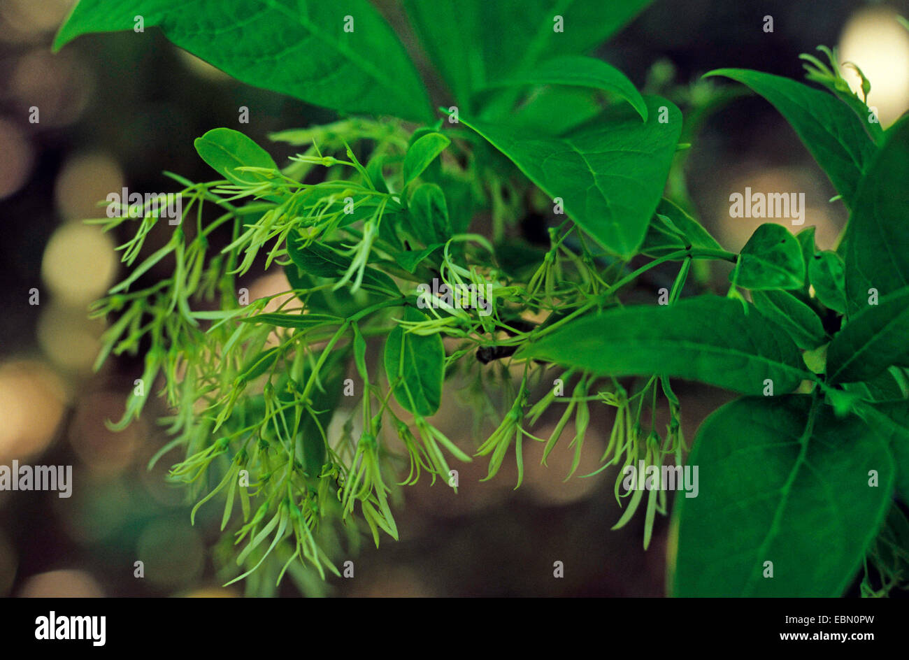 Fringetree Chionanthus retusus (Chinois), blooming Banque D'Images