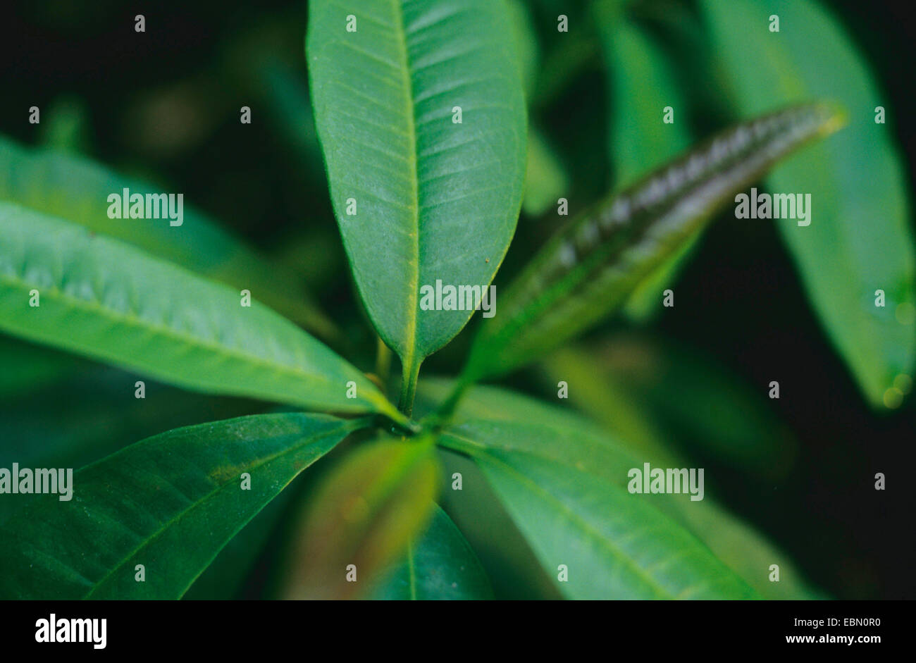 Le piment, piment (Pimenta dioica, Pimenta officinalis), de la direction générale Banque D'Images