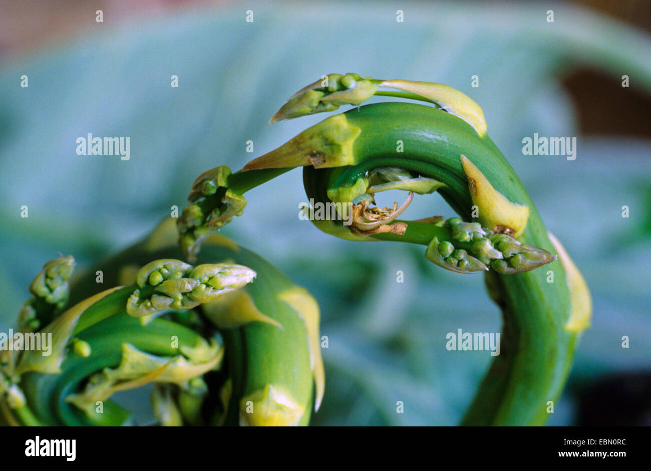 Mouche de l'asperge, asperge mouche (Platyparea poeciloptera), motif de dommages Banque D'Images